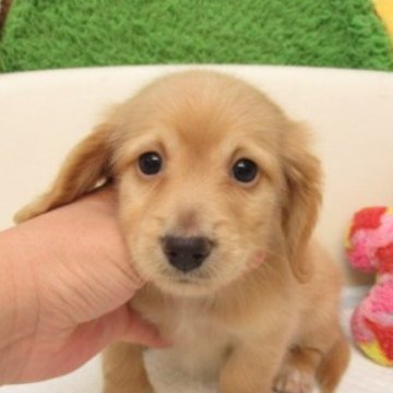 ゴールド系のミニチュアダックスフンドの子犬を探す｜ブリーダー