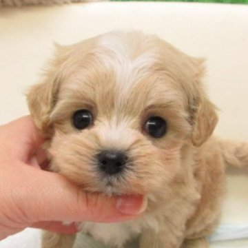 マルプー(マルチーズ×トイプードル)【大阪府・女の子・2025年10月25日・アプリコット】の写真「とても可愛い子です。両親とも毛が抜けない犬種です。」