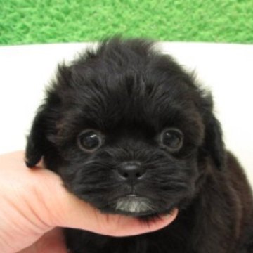 シープー(トイプードル×シーズー)【大阪府・女の子・2025年9月25日・ブラック(レッド)】の写真「とても可愛い子です。両親とも毛が抜けない犬種です」