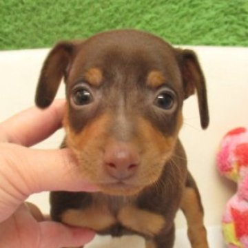 ミニチュアピンシャー【大阪府・男の子・2024年10月8日・チョコレート&タン】の写真「変性性脊髄症（DM)発症なし」