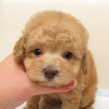 タイニープードル【大阪府・女の子・2025年11月3日・オレンジフォーン(アプリコット)】の写真「ＰＲＡ,DM発症なし。タイニーサイズ小さめ予想です」