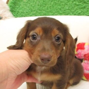 ミニチュアダックスフンド(ロング)【大阪府・男の子・2025年9月10日・ブラウン&タン】の写真「ＰＲＡ発症しません。」