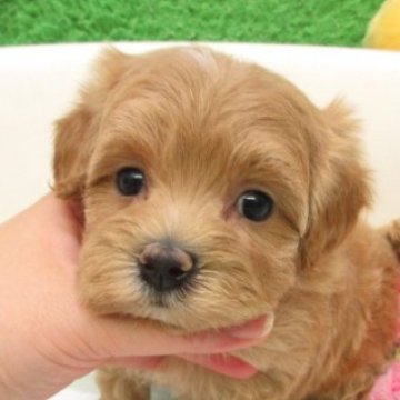 マルプー(マルチーズ×トイプードル)【大阪府・女の子・2025年10月1日・アプリコット】の写真「とても可愛い子です　両親とも毛が抜けない犬種です」