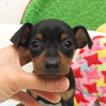 ミニチュアピンシャー【大阪府・男の子・2025年10月14日・ブラック&タン】の写真「変性性脊髄症（DM)発症なし。」