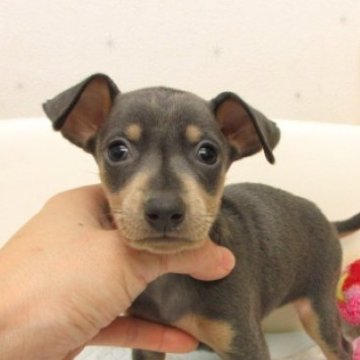 ミニチュアピンシャー【大阪府・女の子・2025年9月16日・ブルー&タン】の写真「変性性脊髄症（DM)発症なし。」