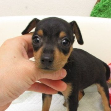 ミニチュアピンシャー【大阪府・女の子・2025年9月29日・ブラック&タン】の写真「変性性脊髄症（DM)発症なし」