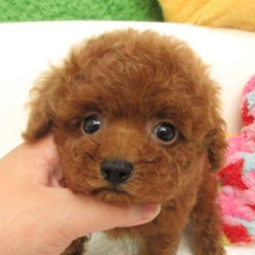 タイニープードル【大阪府・男の子・2025年8月16日・レッドフォーン(レッド)】の写真「ＰＲＡ,DM発症なし」