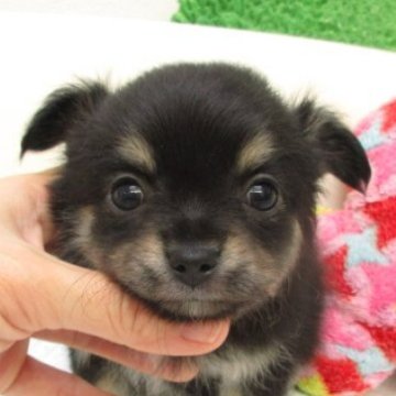 チワワ(ロング)【大阪府・男の子・2025年10月27日・ブラック、タン&ホワイト】の写真「★PRA発症しません。」