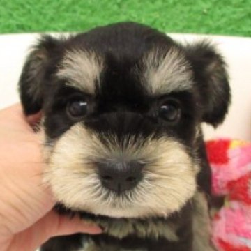 ミニチュアシュナウザー【大阪府・女の子・2025年9月10日・ブラック&シルバー】の写真「大変可愛い子が産まれました(*^_^*)」