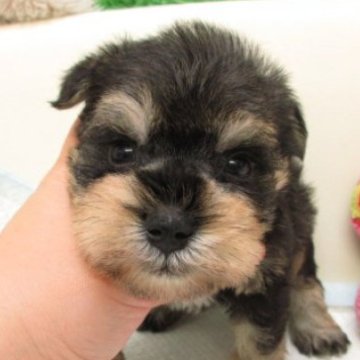 ミニチュアシュナウザー【大阪府・男の子・2025年10月28日・ソルト&ペッパー】の写真「人懐く穏やかな性格の子です(*^_^*)」