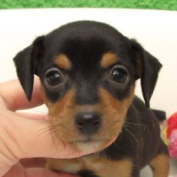 ミニチュアピンシャー【大阪府・女の子・2025年9月16日・ブラック&タン】の写真「変性性脊髄症（DM)発症なし。」