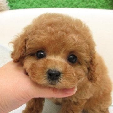 トイプードル(タイニー)【大阪府・女の子・2025年9月13日・オレンジフォーン】の写真「ＰＲＡ,DM発症なし。」