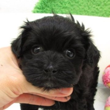 ヨープー(ヨークシャーテリア×トイプードル)【大阪府・女の子・2025年10月1日・ブラック】の写真「トイプードル×ヨークシャーテリアの可愛い子です。」