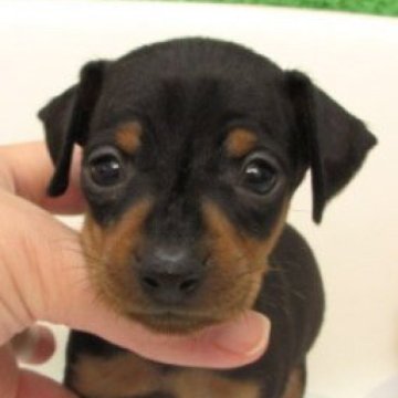 ミニチュアピンシャー【大阪府・男の子・2025年9月16日・ブラック&タン】の写真「変性性脊髄症（DM)発症なし。」