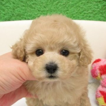 タイニープードル【大阪府・女の子・2025年10月20日・ペールフォーン(シャンパン)】の写真「ＰＲＡ,DM発症なし。タイニーサイズ小さめ予想です」
