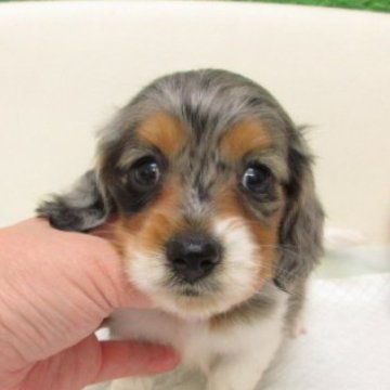 ミニチュアダックスフンド(ロング)【大阪府・男の子・2025年10月30日・シルバー&タン、ダップル、パイボールド】の写真「ＰＲＡ発症しません。」