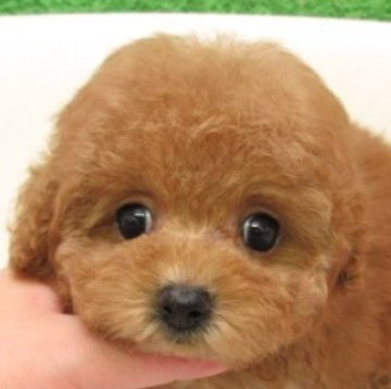 トイプードル(タイニー)【大阪府・女の子・2025年10月4日・レッドフォーン(レッド)】の写真「ＰＲＡ,DM発症なし。タイニー小ぶり予想」