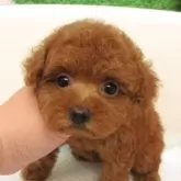 タイニープードル