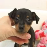 ミニチュアピンシャー【大阪府・男の子・2025年9月17日・ブラック&タン】の写真1