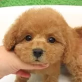 タイニープードル