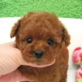 タイニープードル
