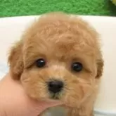 タイニープードル【大阪府・女の子・2025年9月13日・オレンジフォーン】の写真1