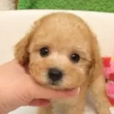 タイニープードル