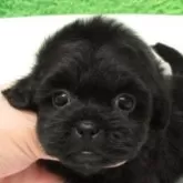 シープー(トイプードル×シーズー)【大阪府・女の子・2025年9月25日・ブラック】の写真1