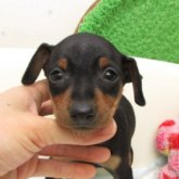 ミニチュアピンシャー