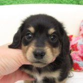 ミニチュアダックスフンド(ロング)