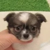 チワワ(ロング)