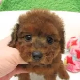 タイニープードル