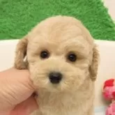 タイニープードル