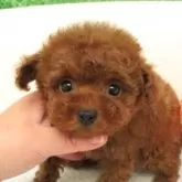 ティーカッププードル