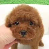 タイニープードル