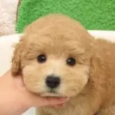 タイニープードル