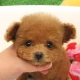 ティーカッププードル