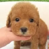 タイニープードル