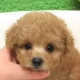 ティーカッププードル