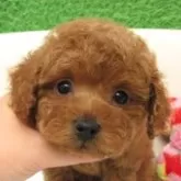 タイニープードル