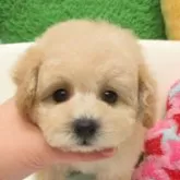 ティーカッププードル