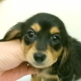 ミニチュアダックスフンド(ロング)