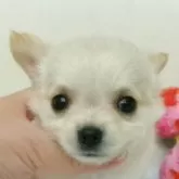 チワワ(ロング)