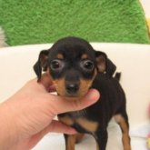 ミニチュアピンシャー