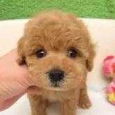 タイニープードル