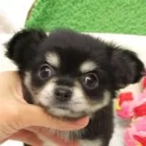 チワワ(ロング)