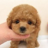 トイプードル(ティーカップ)