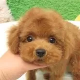 タイニープードル