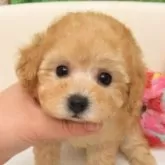 タイニープードル