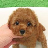 トイプードル(タイニー)